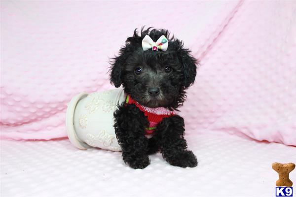 lvpuppyheaven Picture 1